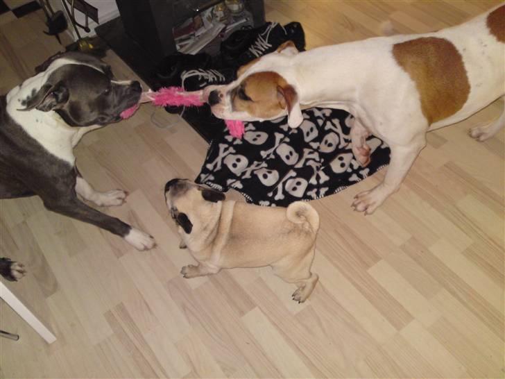 Amerikansk bulldog Bibi billede 12