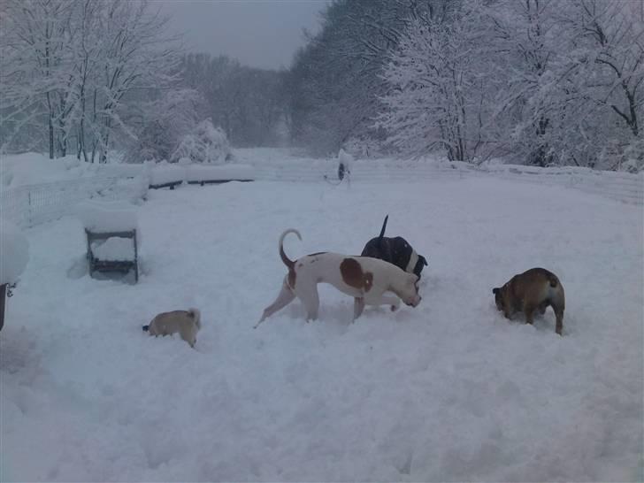 Amerikansk bulldog Bibi billede 13