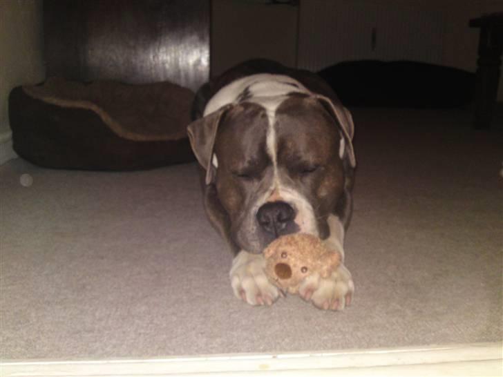 Blanding af racer Tass *RIP* billede 13