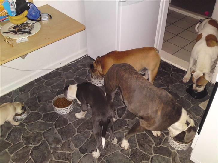 Blanding af racer Tass *RIP* billede 14