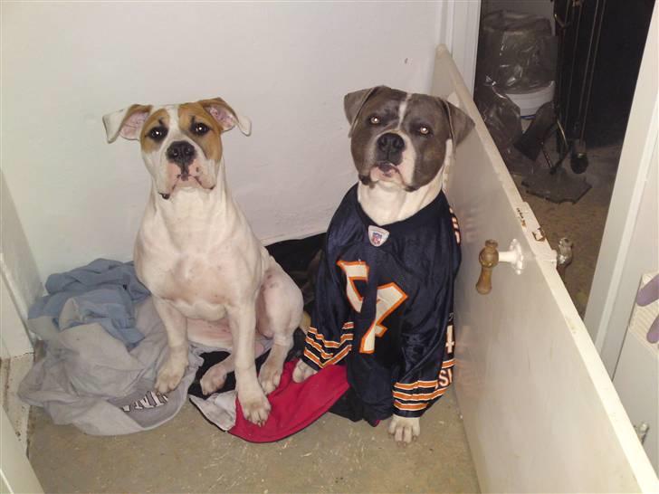 Blanding af racer Tass *RIP* billede 15