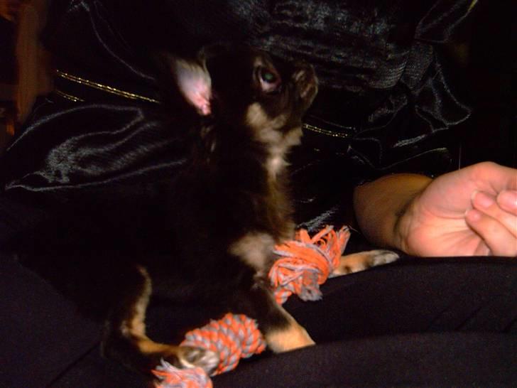 Chihuahua Kiwi billede 7