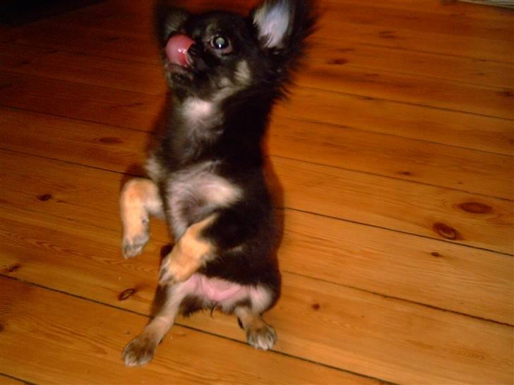 Chihuahua Kiwi billede 8