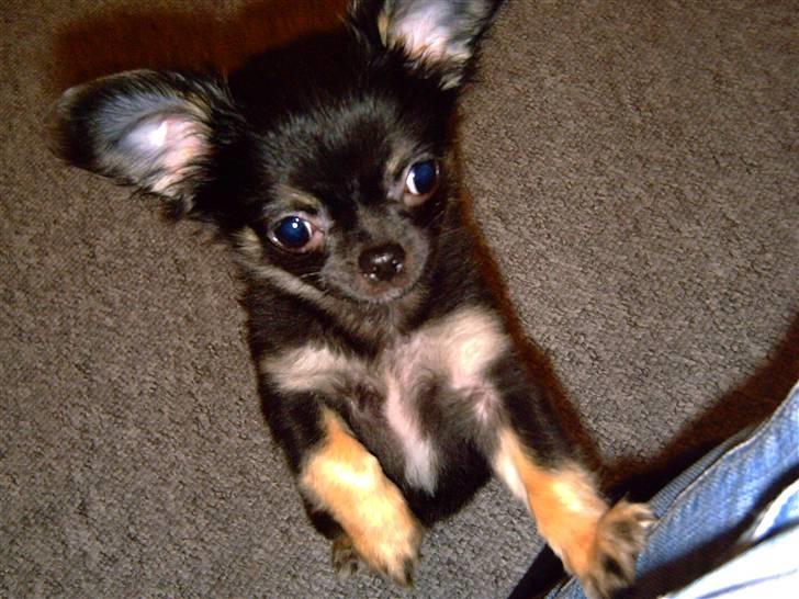 Chihuahua Kiwi - Tag mig op mor kan ikke selv hoppe helt der op billede 9