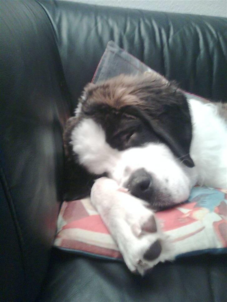 Sankt bernhardshund Jasmin - ZZZZZZZZZZZZZZZZZZZZZZZZ billede 15