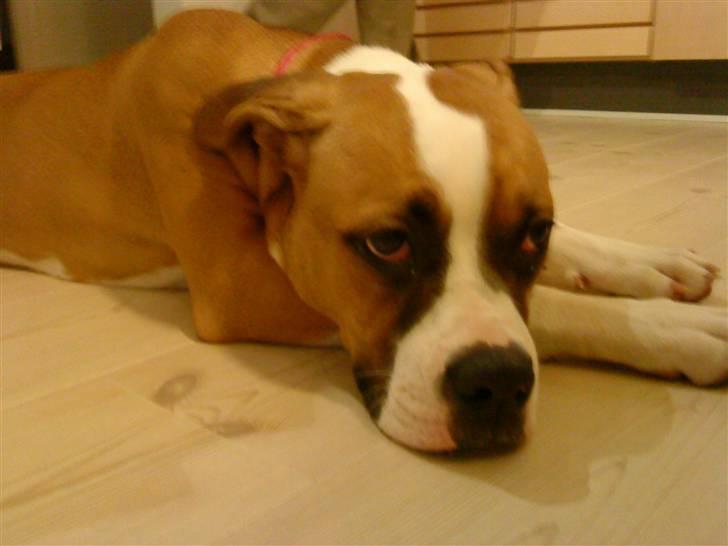 Amerikansk bulldog Bella - 6 mnd. billede 10