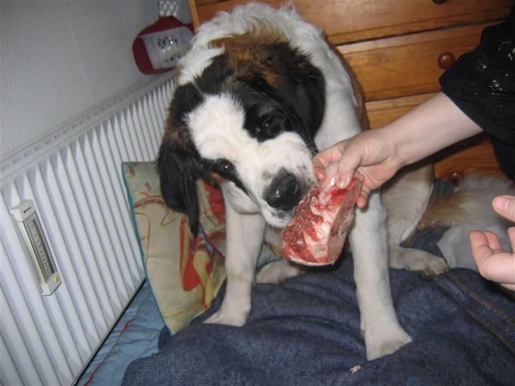 Sankt bernhardshund Jasmin - Mums kødben, ja det kan jeg godt li billede 18