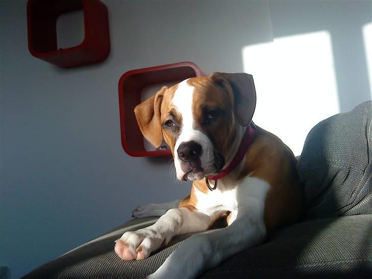 Amerikansk bulldog Bella billede 11