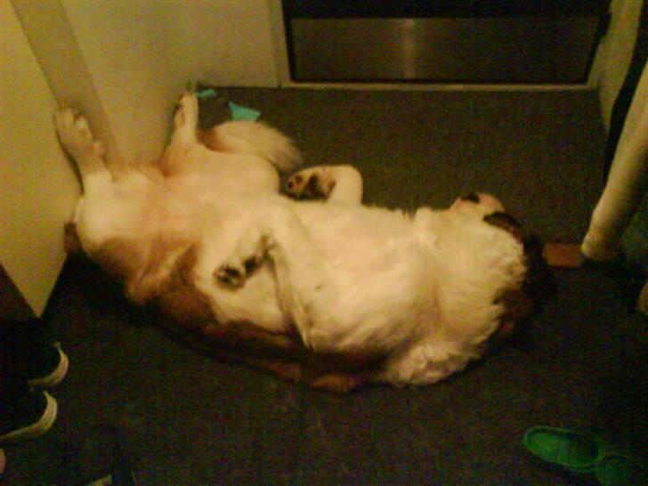 Sankt bernhardshund Jasmin - Total afslapning i gangen billede 20