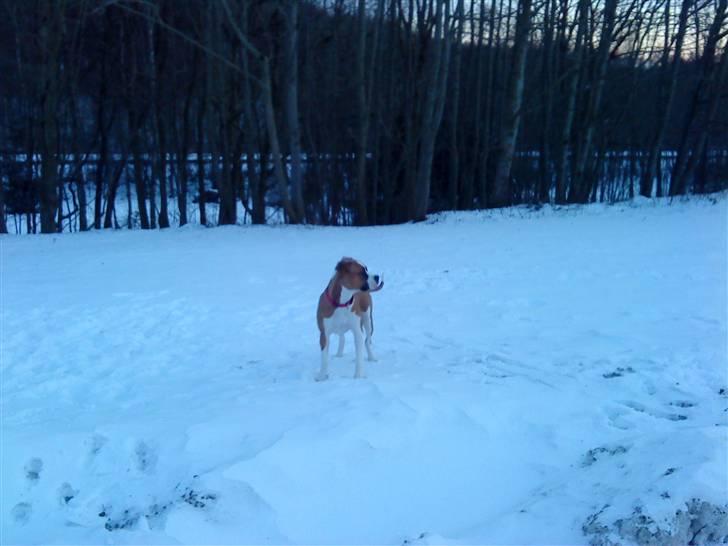 Amerikansk bulldog Bella - 6 mnd. og ude og lege i sne´en med "mor" ;) billede 12