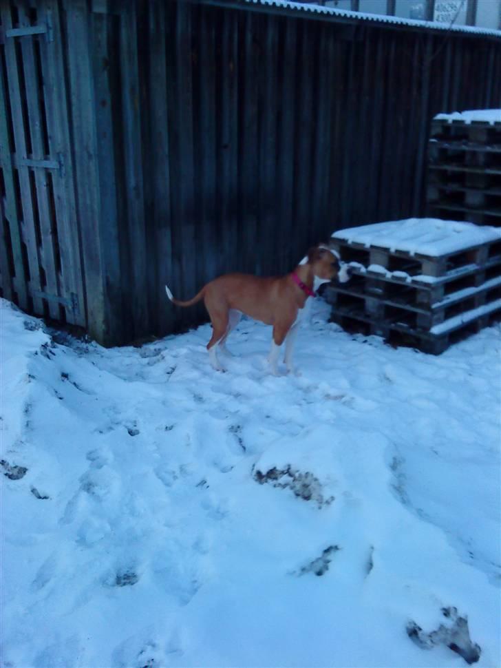 Amerikansk bulldog Bella - 6 mnd. og ude og lege i sne´en :) billede 13
