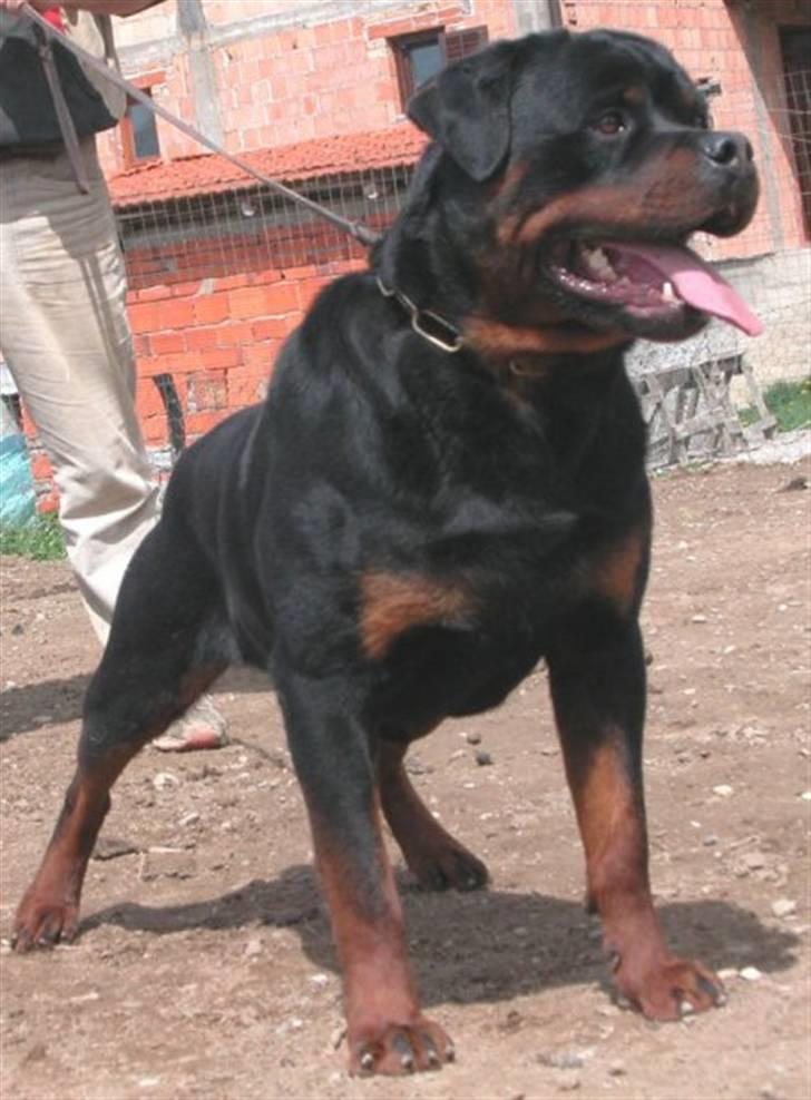 Rottweiler Kean of Nicolas Lion - Min far Alibaba of Nicolas Lion billede 6