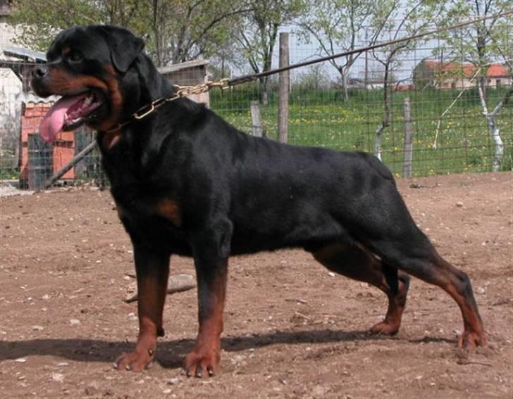 Rottweiler Kean of Nicolas Lion - Min far Alibaba of Nicolas Lion billede 7