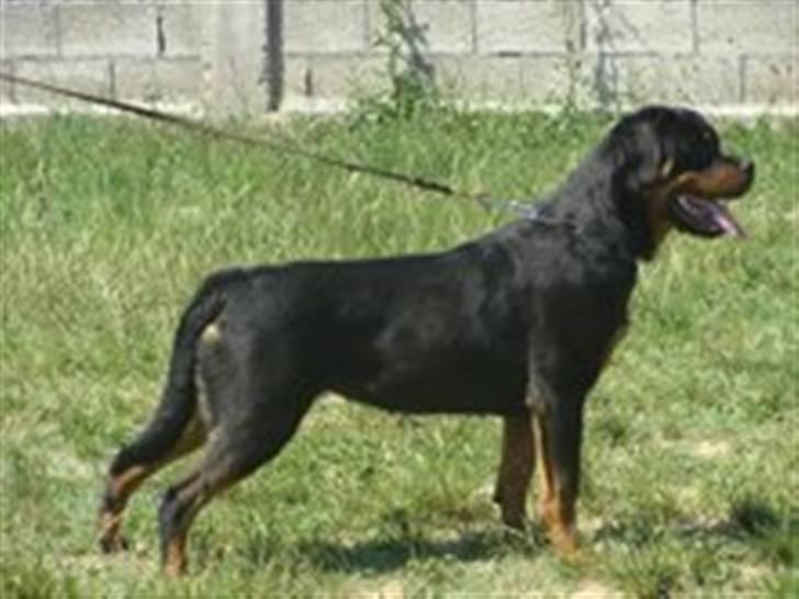 Rottweiler Kean of Nicolas Lion - Min mor Ada of Nicolas Lion billede 8