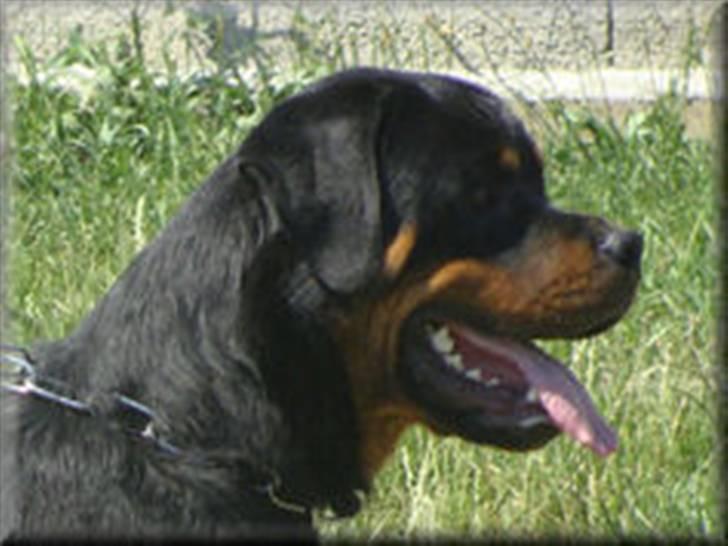 Rottweiler Kean of Nicolas Lion - Min mor Ada Of Nicolas Lion billede 9