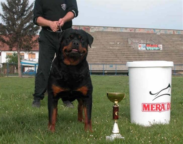 Rottweiler Kean of Nicolas Lion - Min farmor Marea of Nicolas Lion billede 10