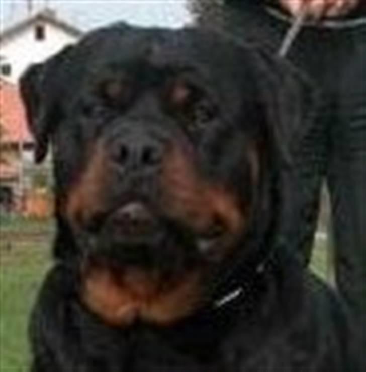 Rottweiler Kean of Nicolas Lion - Min farmor Marea of Nicolas Lion billede 11