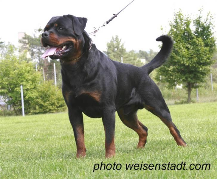 Rottweiler Kean of Nicolas Lion - Min morfar Dack Flach Rouse billede 12