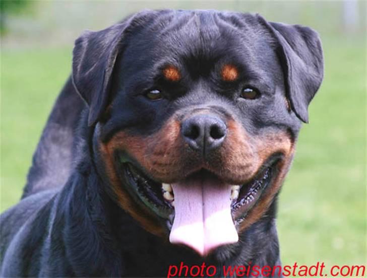Rottweiler Kean of Nicolas Lion - Min morfar Dack Flach Rouse billede 13