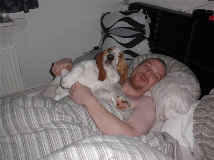 Basset hound Mille (himmelhund) - :) hygge røve er i billede 17