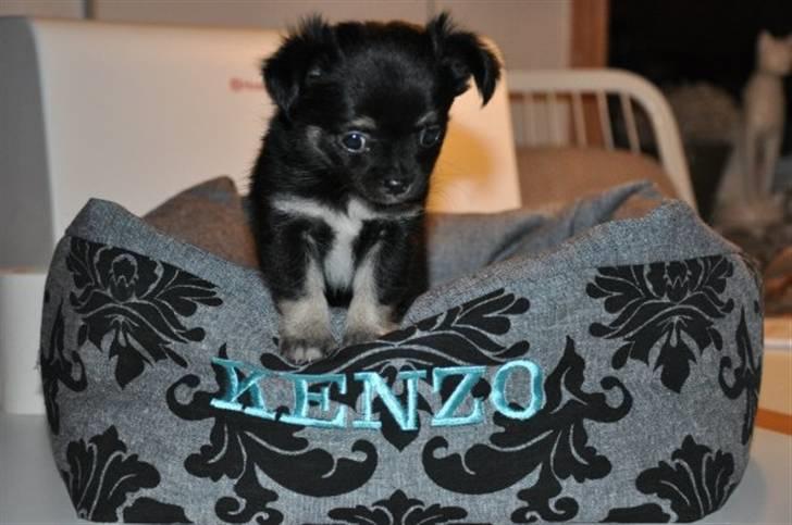 Chihuahua Kenzo - Kenzo hvor han stadig bor hos opdrætteren..  billede 1
