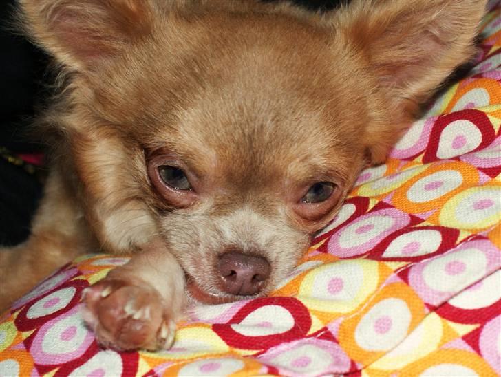 Chihuahua Gremlin billede 1