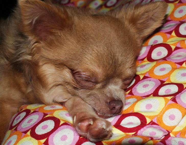 Chihuahua Gremlin - ZzzzZZzzzz billede 3