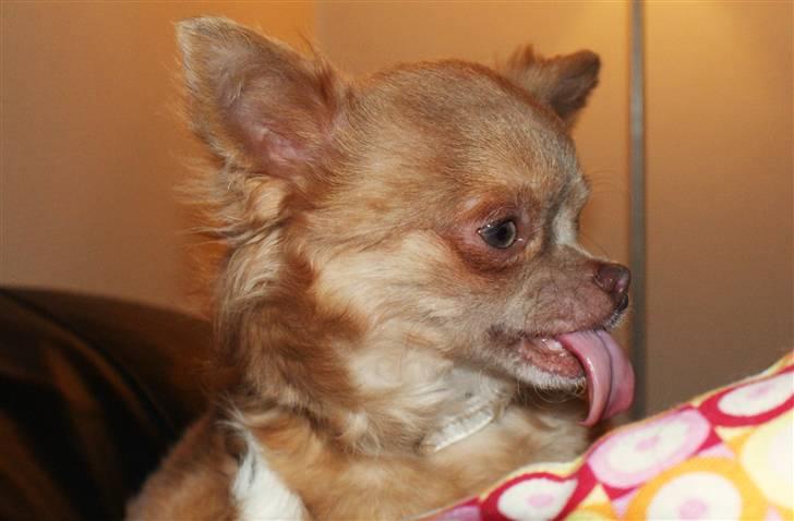 Chihuahua Gremlin billede 4