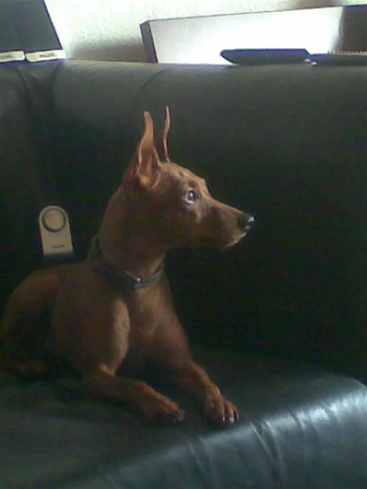 Dvaergpinscher Riki billede 11