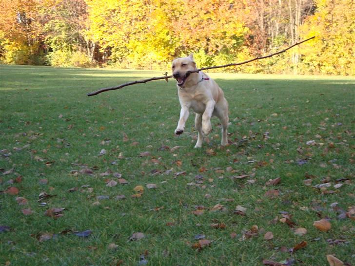 Labrador retriever Taslas Tomboy SÆLGES billede 15