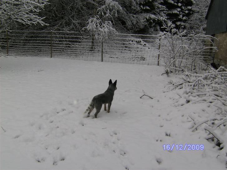 Australsk cattledog Pepsi - første dag i snen 09 billede 11