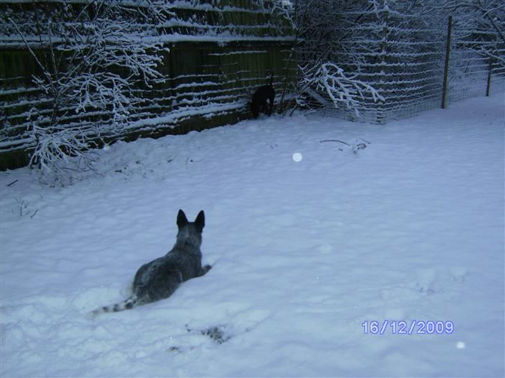 Australsk cattledog Pepsi - sne sne sne billede 12