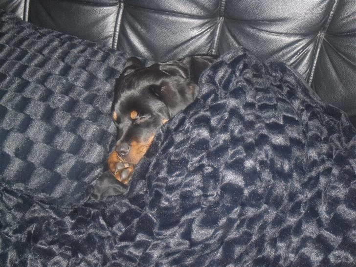 Rottweiler Bjørn Junior - Han er blevet en rigtig putte-trold ;) billede 10