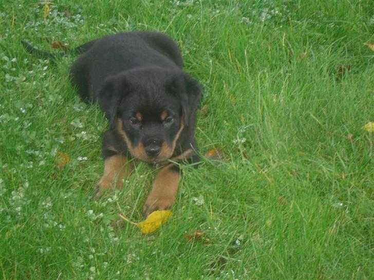Rottweiler Bjørn Junior - Første dag hjemme på græsset, han er bare så nuttet !! billede 11