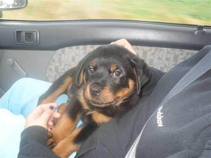 Rottweiler Bjørn Junior - Junior er blevet 9 uger gammel og her er vi på vej hjem efter at have hentet ham. billede 12