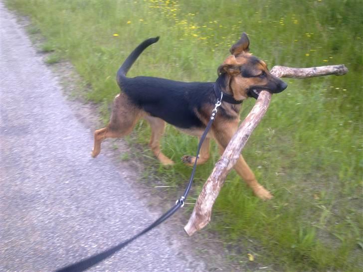 Blanding af racer Jacko billede 1