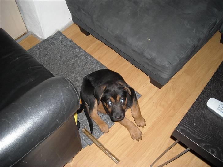 Blanding af racer Jacko billede 2