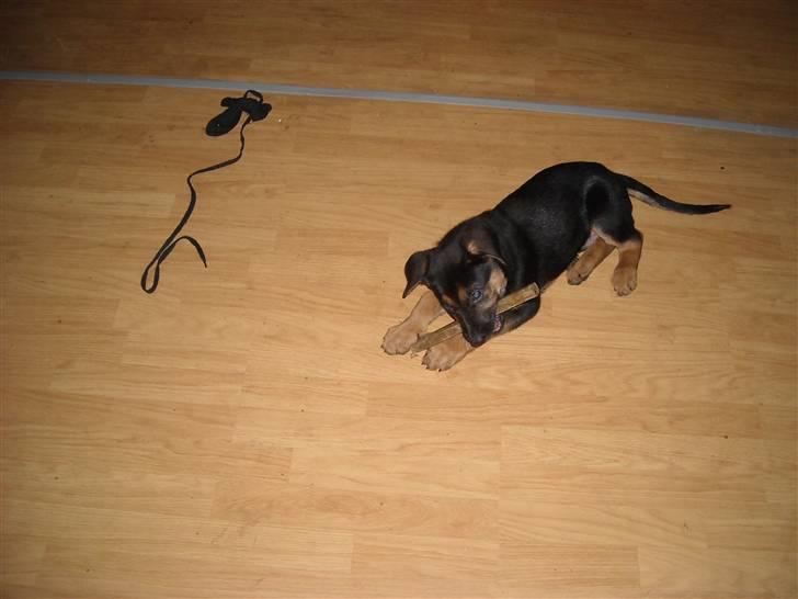 Blanding af racer Jacko billede 4