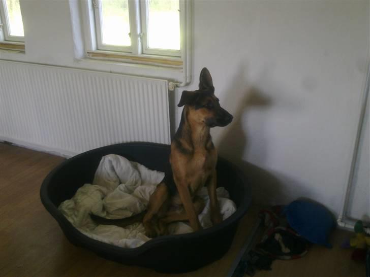 Blanding af racer Jacko - Ny og større kurv :) billede 5