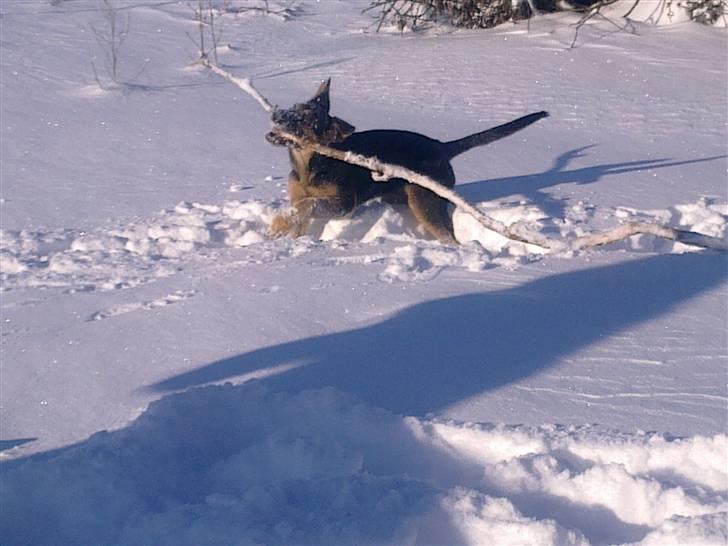 Blanding af racer Jacko billede 6