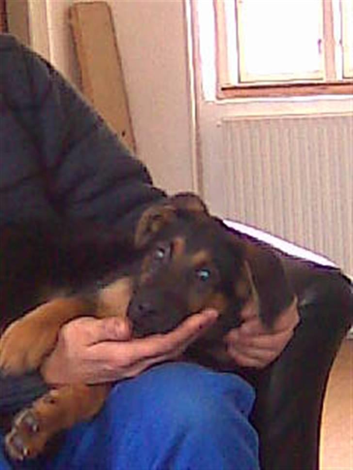 Blanding af racer Jacko billede 7