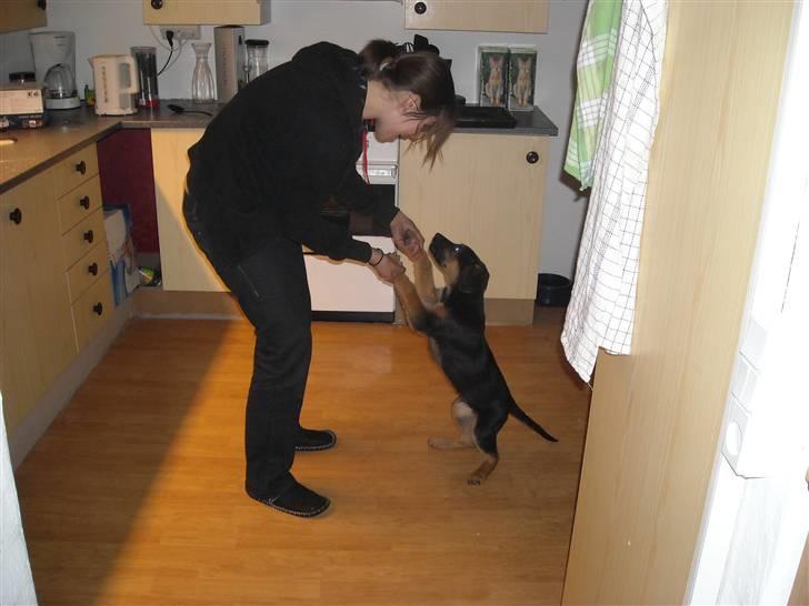 Blanding af racer Jacko billede 8