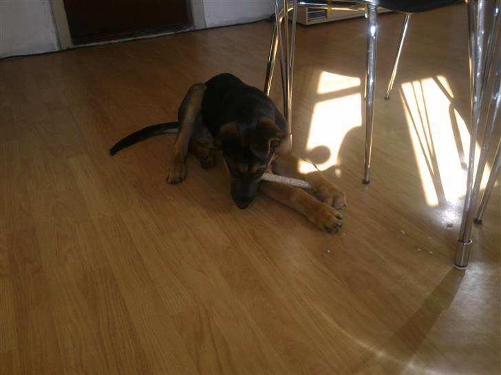 Blanding af racer Jacko billede 9