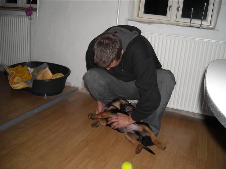 Blanding af racer Jacko billede 10