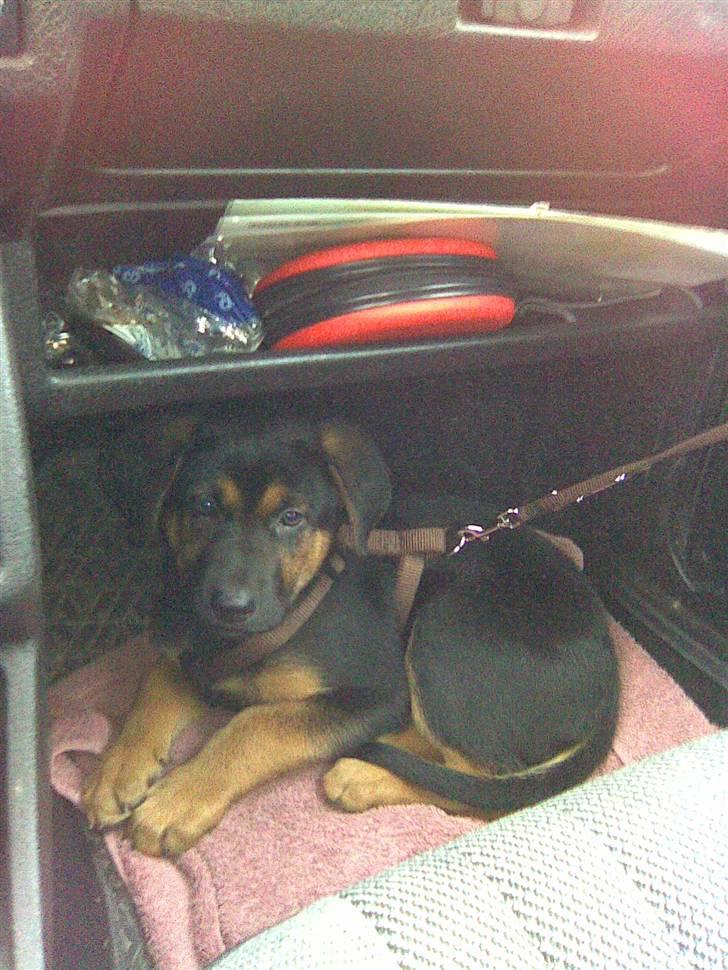 Blanding af racer Jacko billede 11