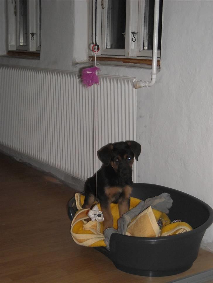 Blanding af racer Jacko billede 12