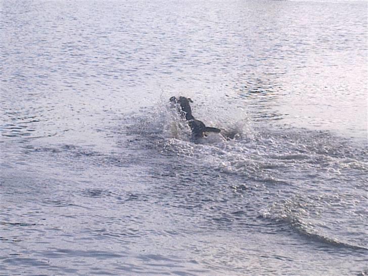 Blanding af racer Jacko billede 13