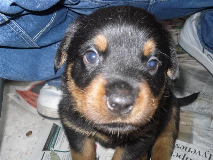 Rottweiler Bjørn Junior - Her er Junior 5 uger gammel, og hvilken flot fyr han er !! billede 13