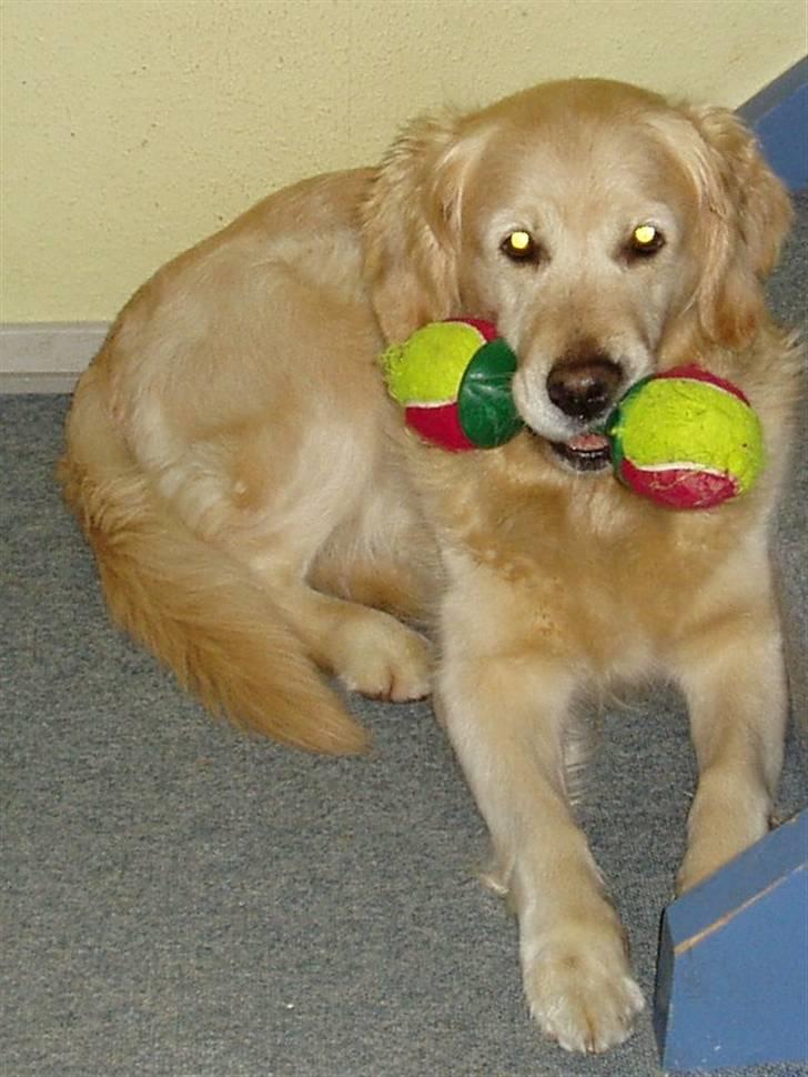 Golden retriever Music Cella † R.I.P †  - Gamle Cella med hendes bolde :b billede 1
