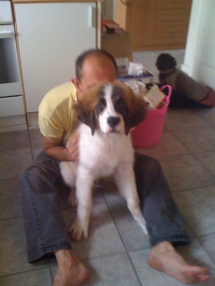 Blanding af racer balou  *død* - far og balou der er det ikke så lang tid siden vi havde fået ham :D billede 1